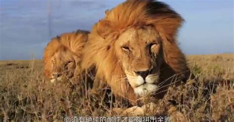 獅子的習性|獅子生與死：為什麼獅子是群體動物？